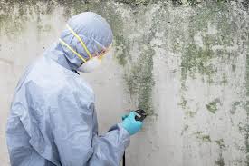 Why You Should Choose Our Mold Remediation Services in Waterloo, WI